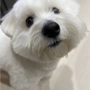 💗Meet the Posher!💗